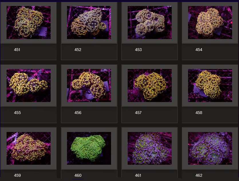 Kupang Corals