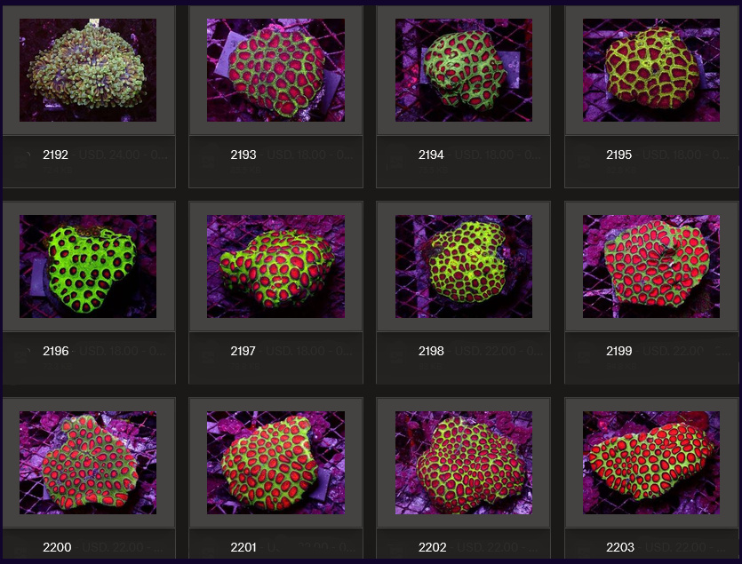 Kupang Corals