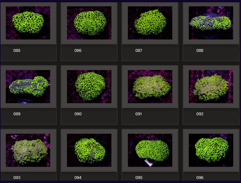 Kupang Corals