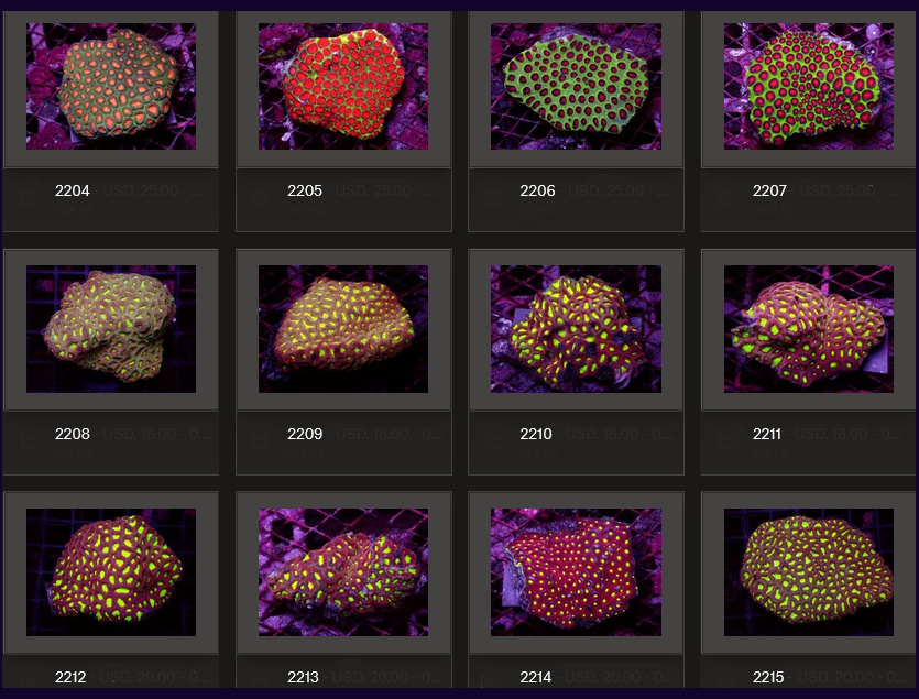 Kupang Corals