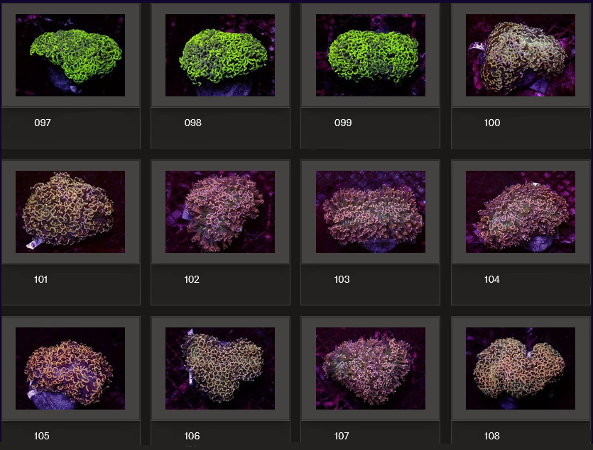 Kupang Corals