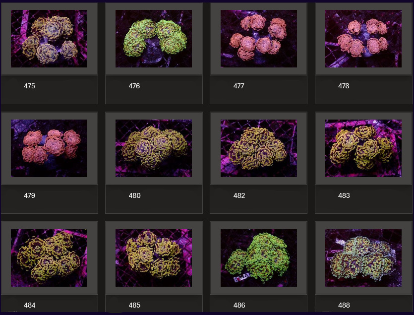 Kupang Corals