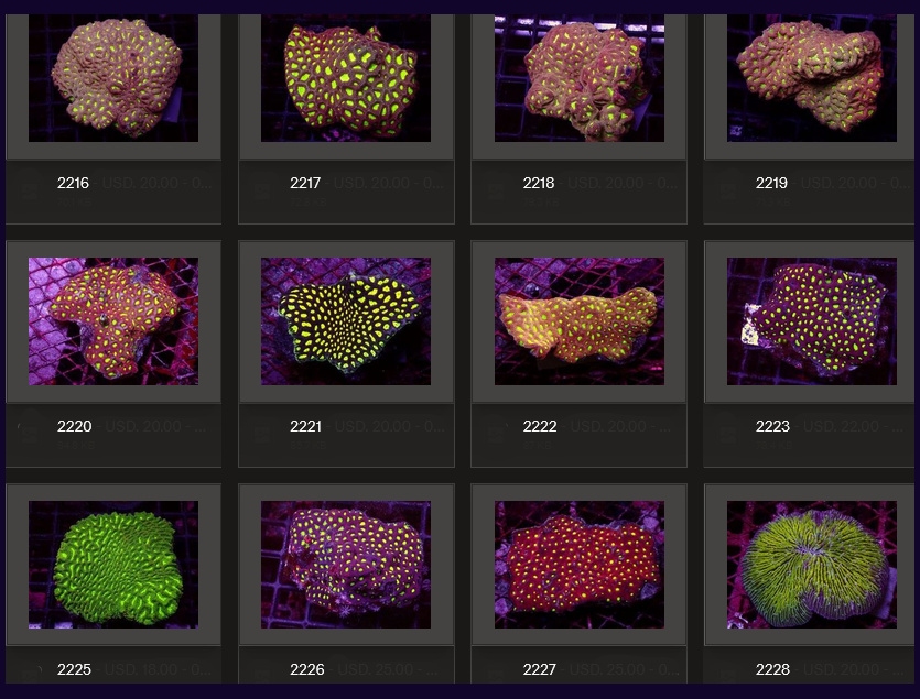 Kupang Corals
