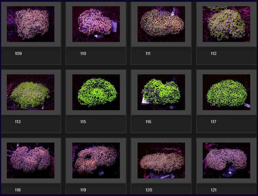 Kupang Corals