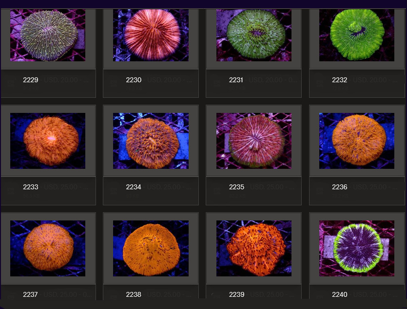 Kupang Corals