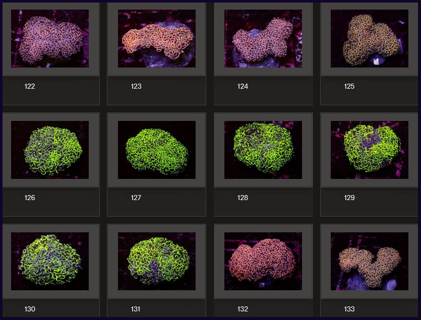 Kupang Corals