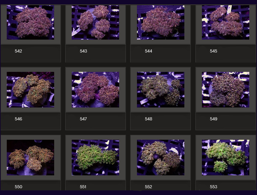 Kupang Corals
