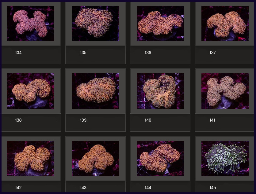 Kupang Corals