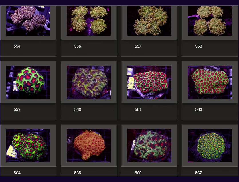 Kupang Corals