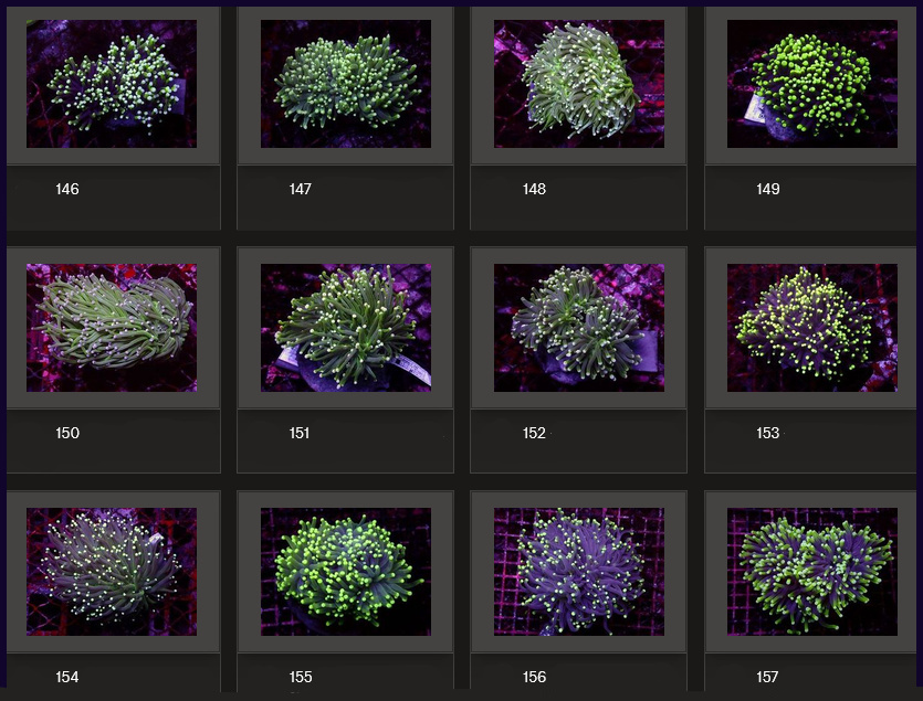 Kupang Corals