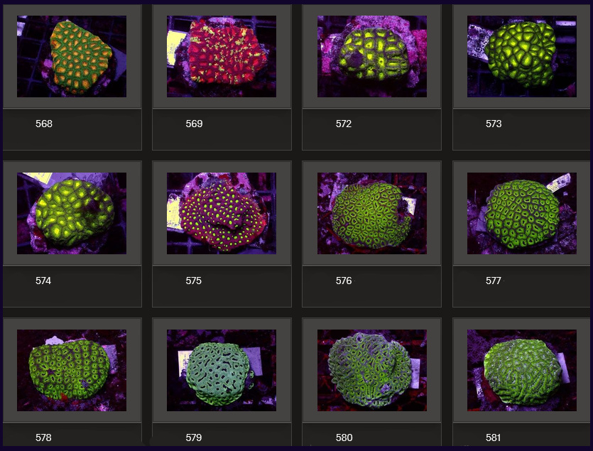 Kupang Corals