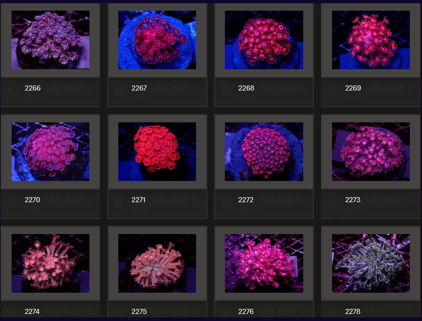 Kupang Corals