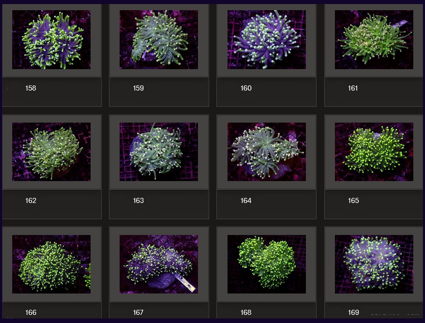 Kupang Corals