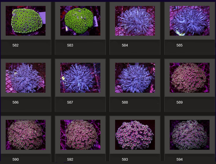 Kupang Corals