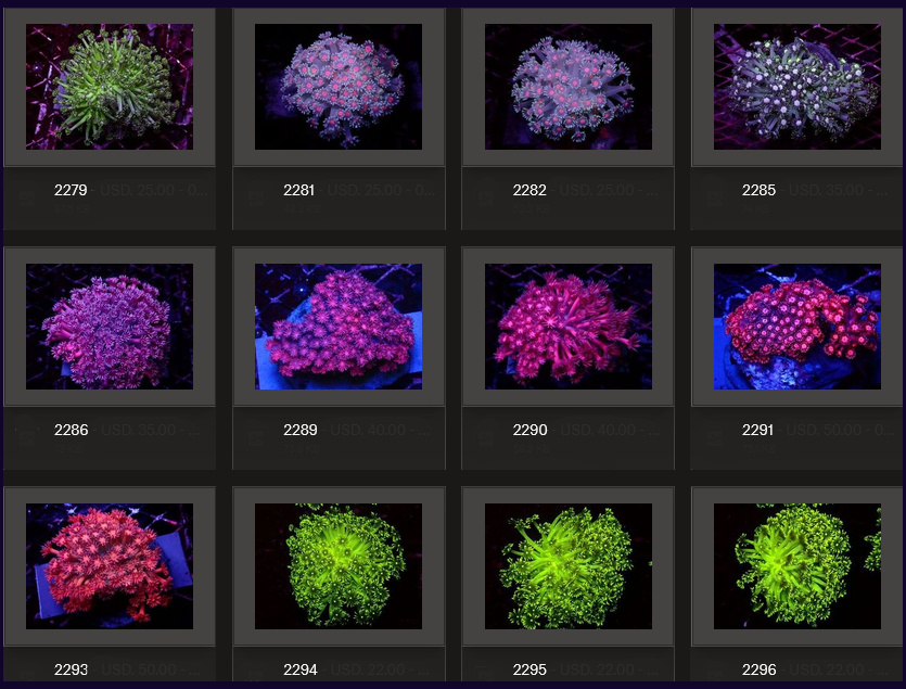Kupang Corals