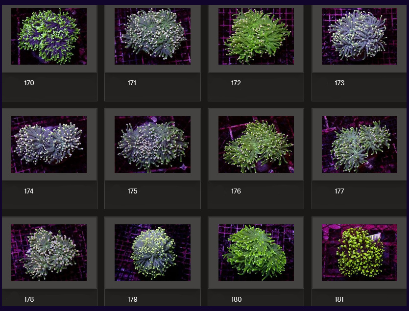 Kupang Corals