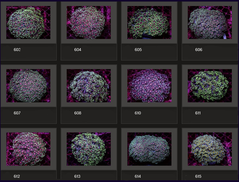 Kupang Corals