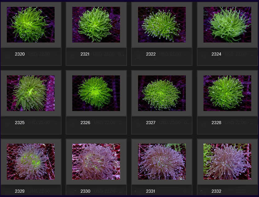Kupang Corals