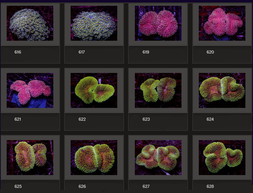 Kupang Corals