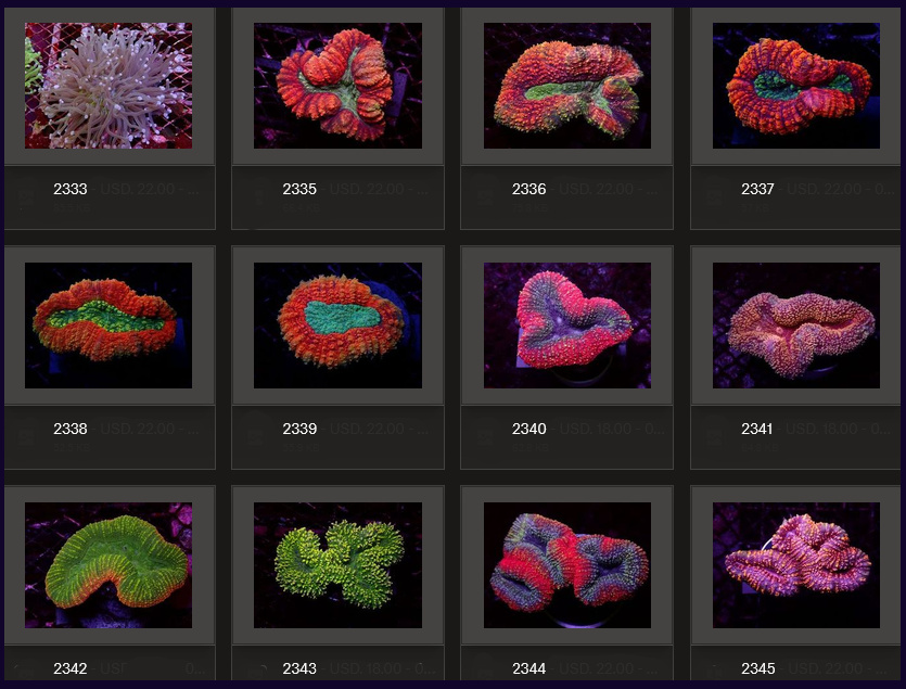 Kupang Corals