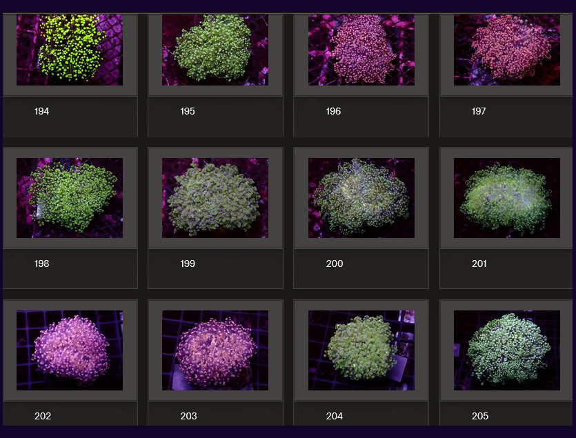 Kupang Corals