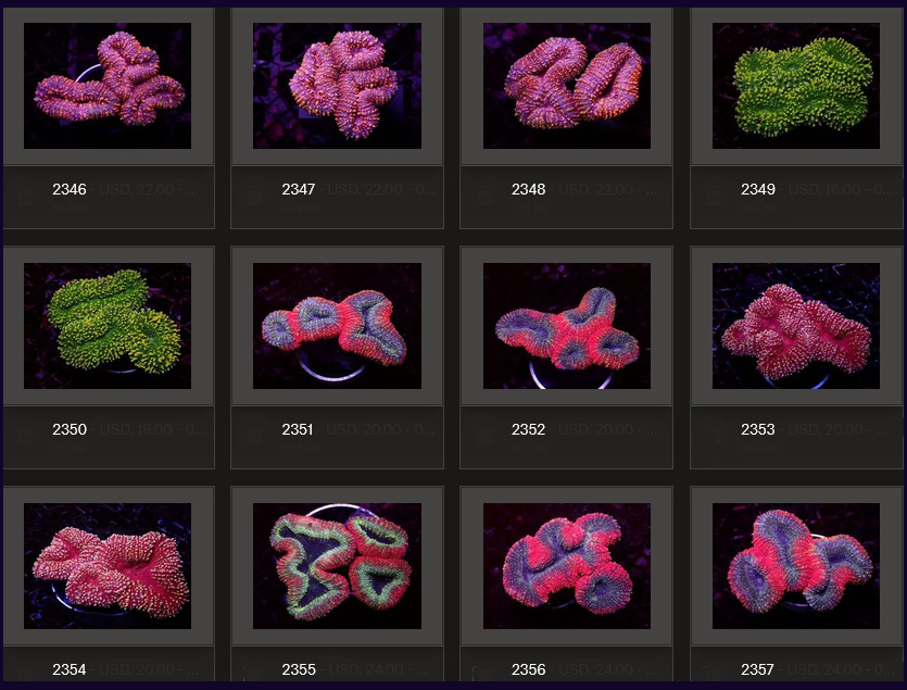 Kupang Corals