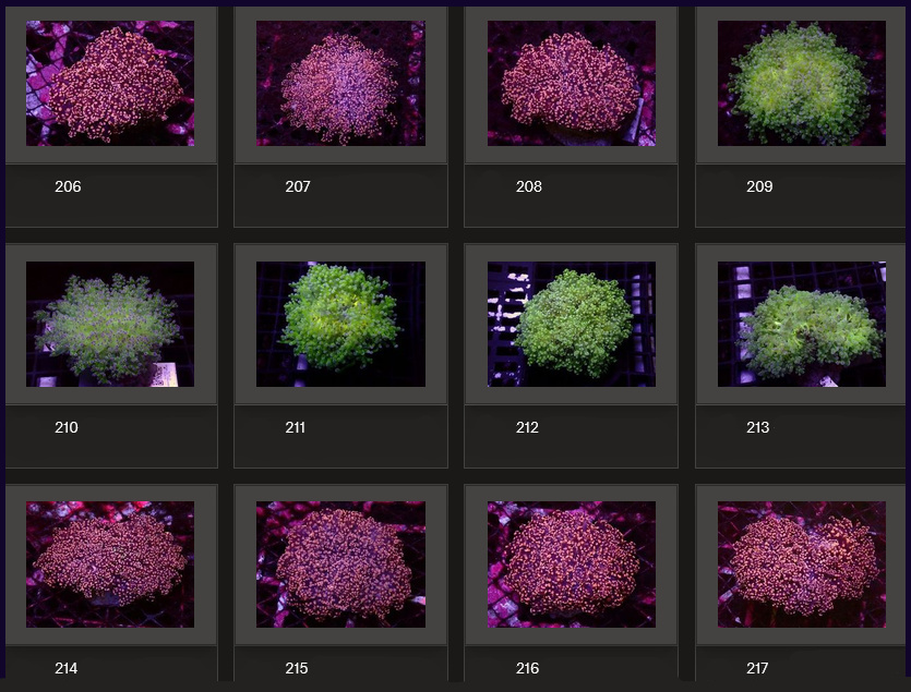 Kupang Corals