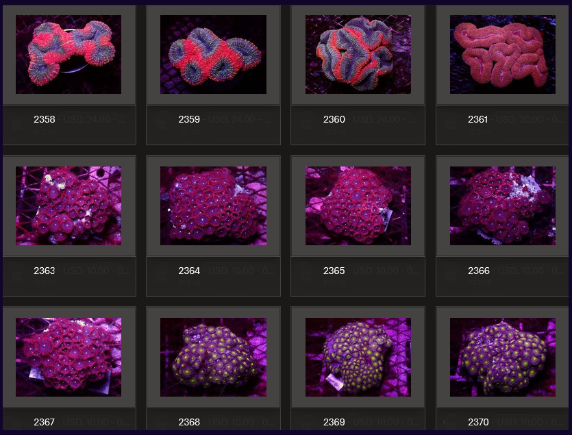 Kupang Corals