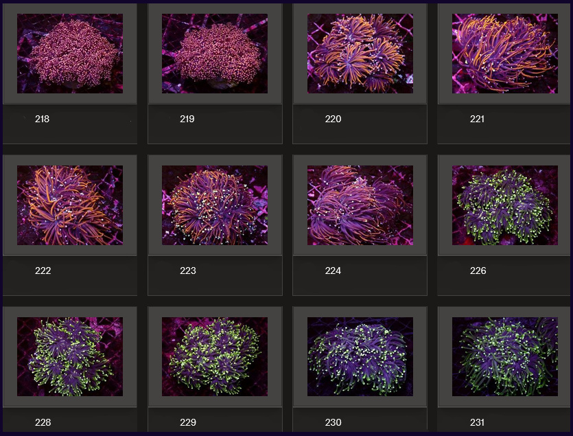 Kupang Corals