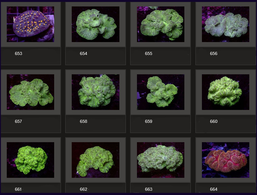 Kupang Corals