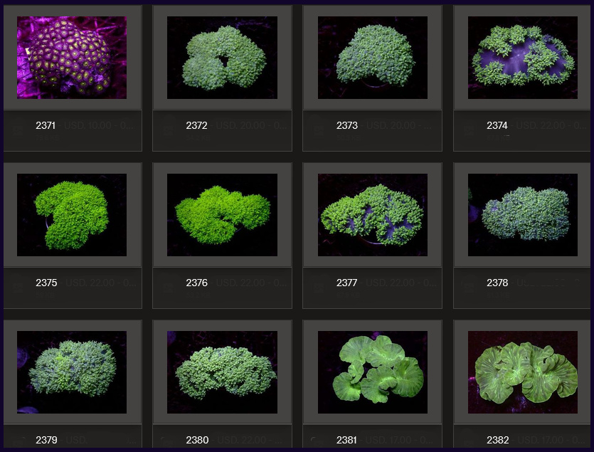Kupang Corals