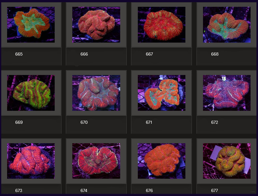 Kupang Corals