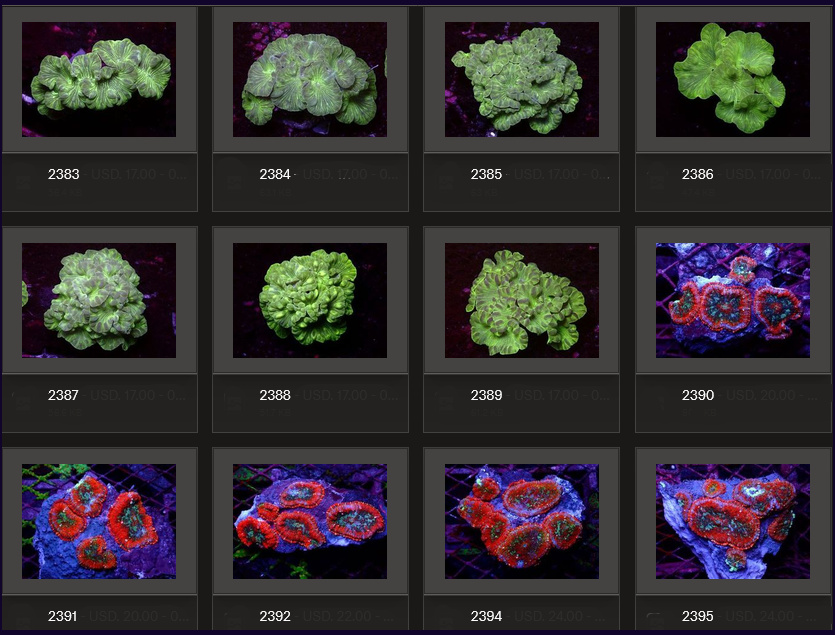 Kupang Corals