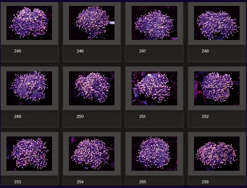 Kupang Corals
