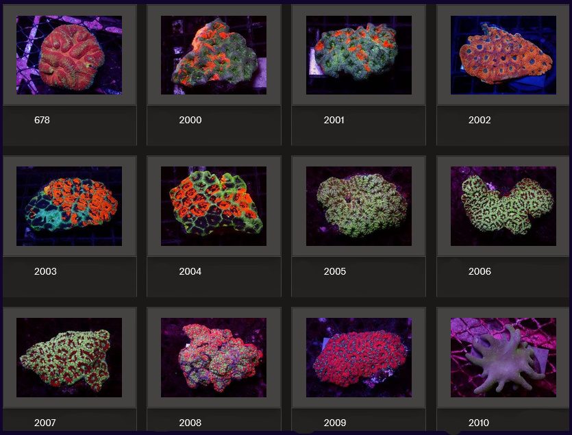 Kupang Corals