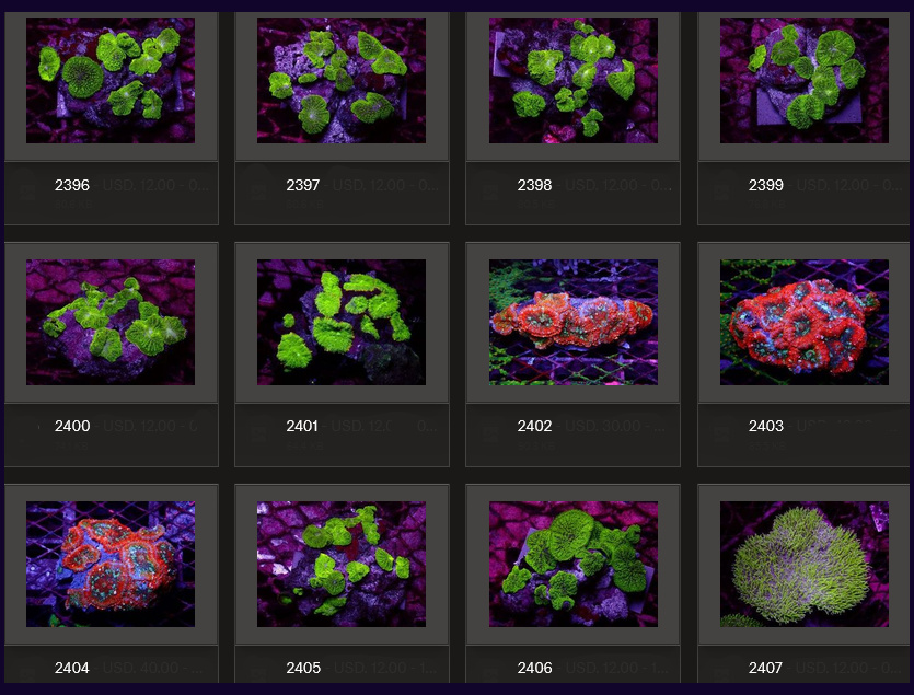 Kupang Corals