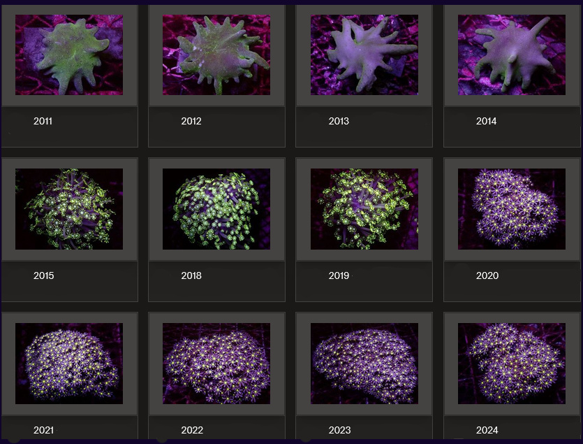 Kupang Corals