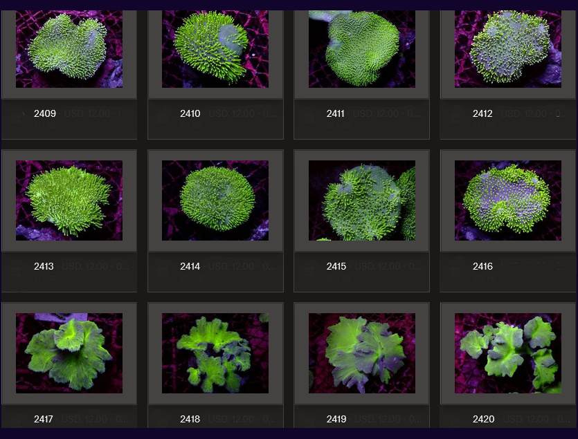 Kupang Corals