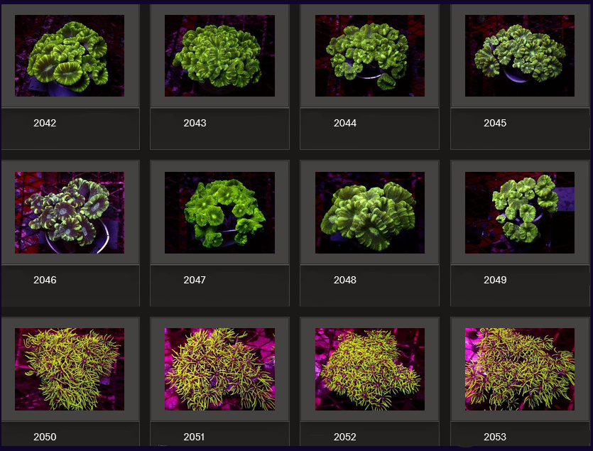 Kupang Corals