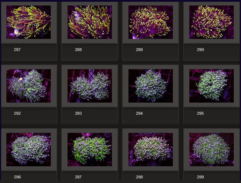 Kupang Corals
