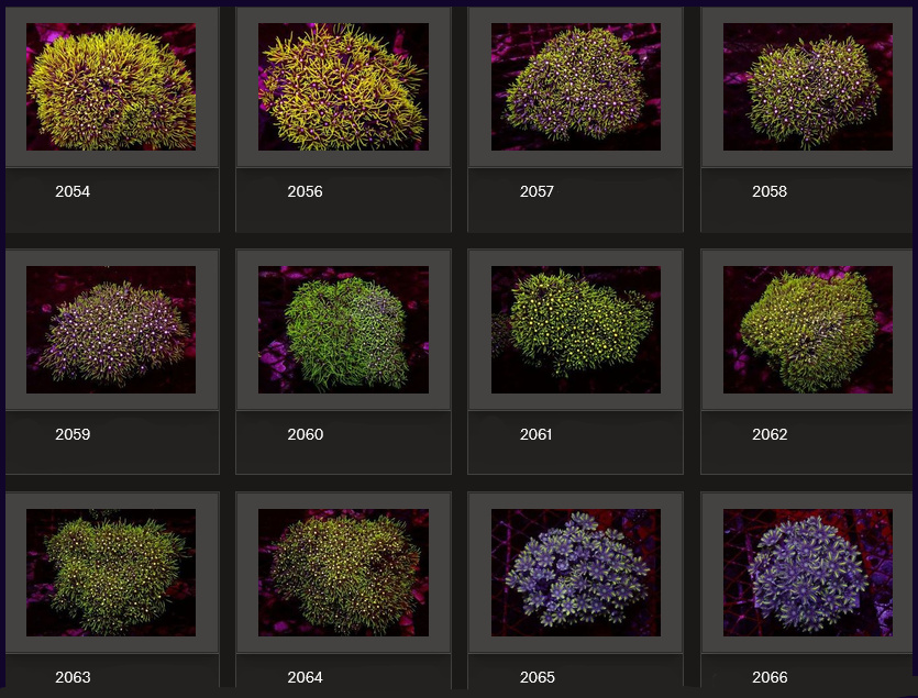 Kupang Corals