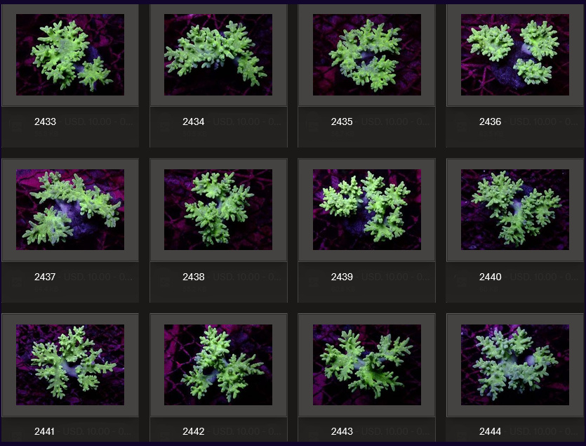 Kupang Corals
