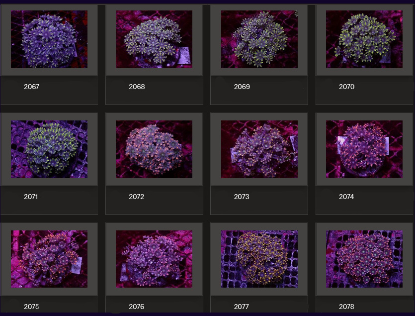 Kupang Corals