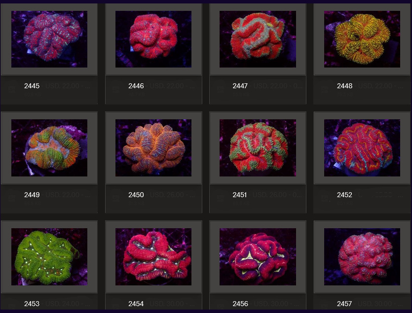 Kupang Corals