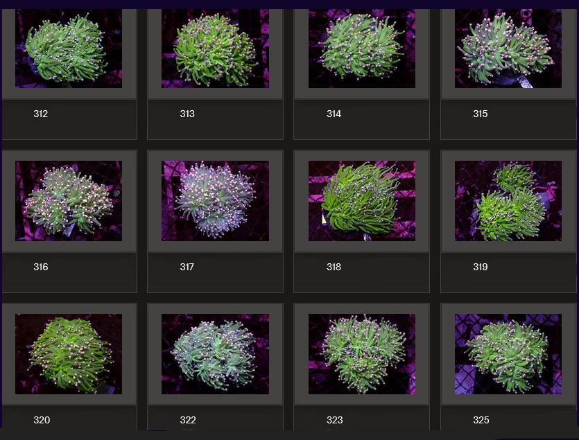 Kupang Corals