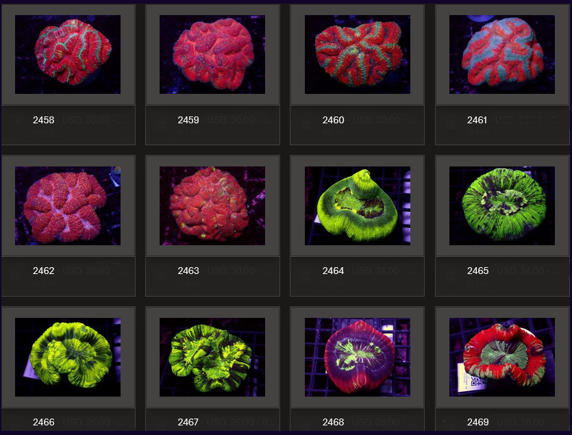Kupang Corals