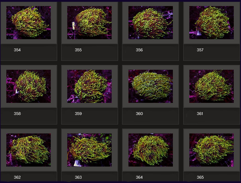 Kupang Corals
