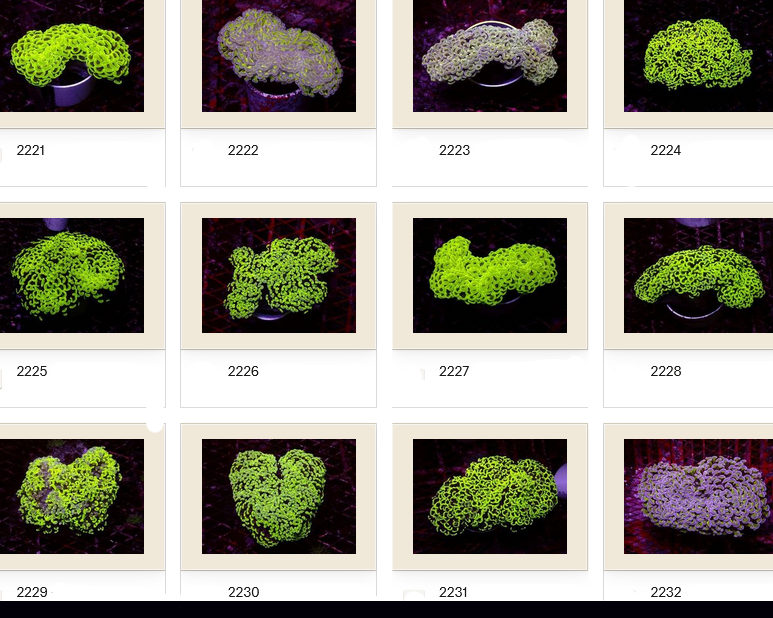 Kupang Corals