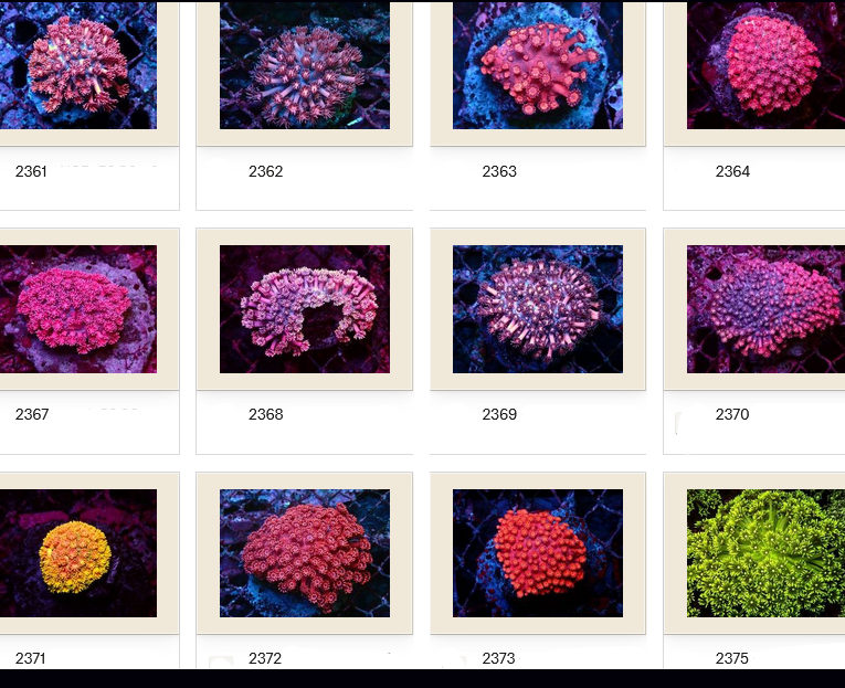 Kupang Corals