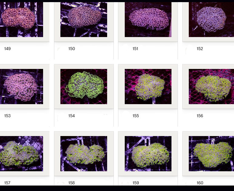 Kupang Corals